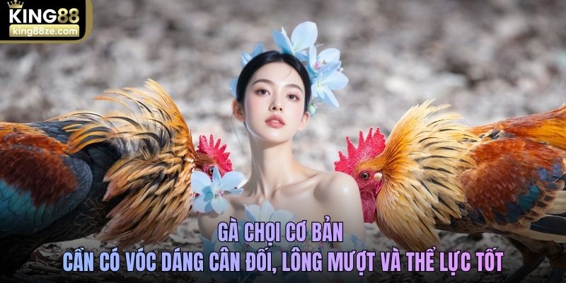 Gà chọi cơ bản cần có vóc dáng cân đối, lông mượt và thể lực tốt